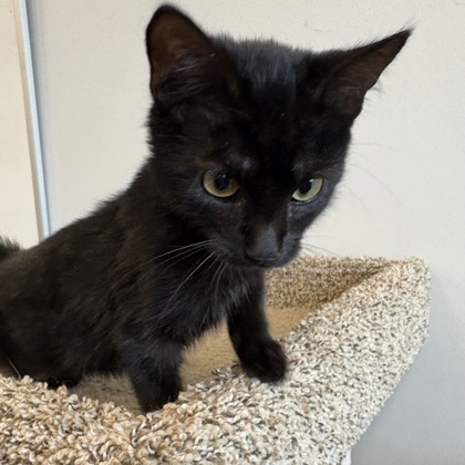 ALDO - Domestic Shorthair / Mix available for adoption