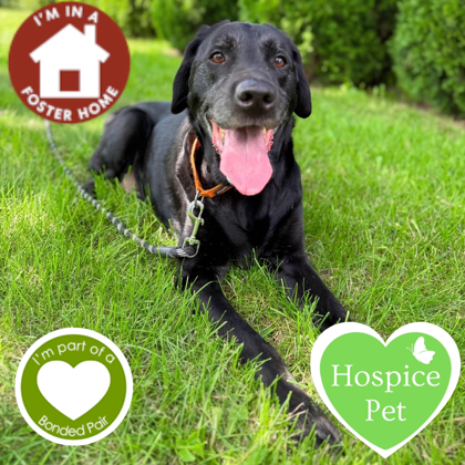 KOBE - Mixed Breed, Medium (up to 44 lbs fully grown) / Mix for adoption in Rockford