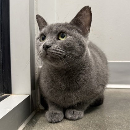 ASH - Domestic Shorthair / Mix available for adoption