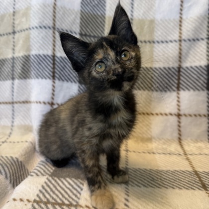 BEAR - Domestic Shorthair / Mix available for adoption