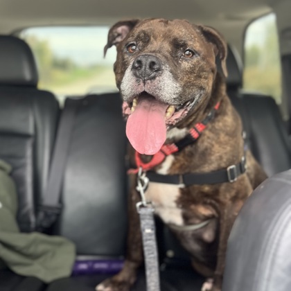MAX - Mixed Breed, Large (over 44 lbs fully grown) / Mix available for adoption