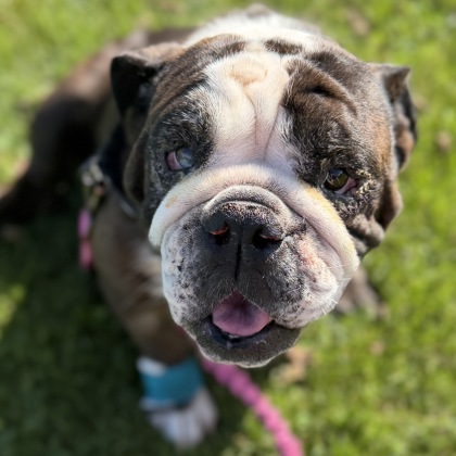 MOCHA - English Bulldog / Mix available for adoption