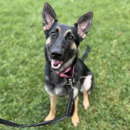 ZELDA - Mixed Breed, Medium (up to 44 lbs fully grown) / Mix available for adoption
