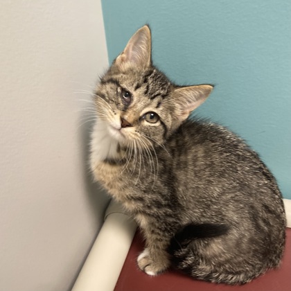 ROSE QUARTZ - Domestic Shorthair / Mix available for adoption