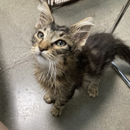 BILLY - Domestic Medium Hair / Mix available for adoption