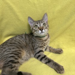 FINN - Domestic Shorthair / Mix available for adoption