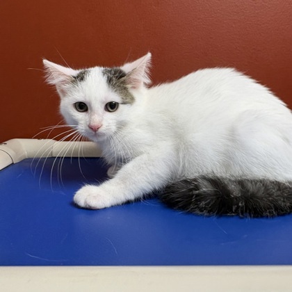 FERRIS - Domestic Shorthair / Mix available for adoption