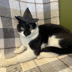 FRANKENSTEIN - Domestic Shorthair / Mix available for adoption