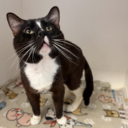 CEASAR - Domestic Shorthair / Mix available for adoption