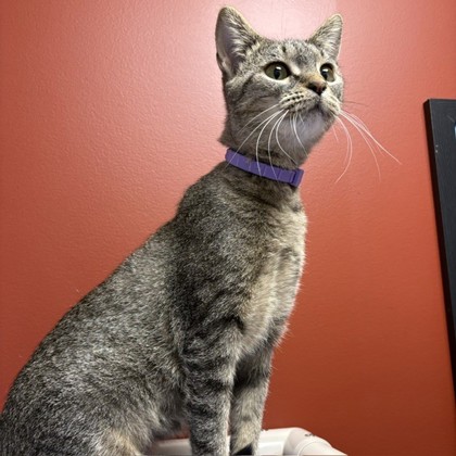 BESSIE D. - Domestic Shorthair / Mix available for adoption
