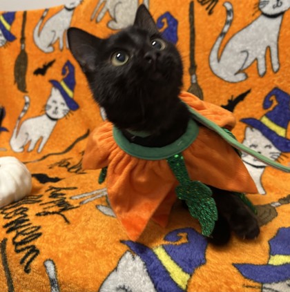 ALDO - Domestic Shorthair / Mix available for adoption