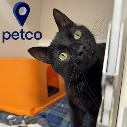 CHARON - Domestic Shorthair / Mix available for adoption