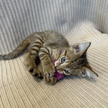 MARS - Domestic Shorthair / Mix available for adoption
