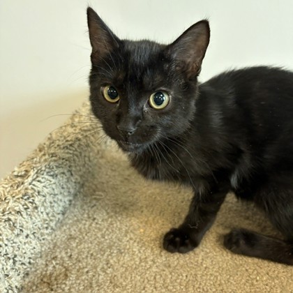 ALDO - Domestic Shorthair / Mix available for adoption
