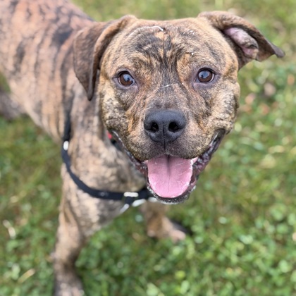 LIL KEV - Mixed Breed, Medium (up to 44 lbs fully grown) / Mix available for adoption