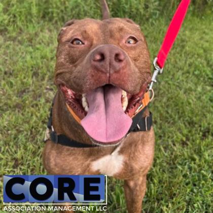 POTATO - Mixed Breed, Medium (up to 44 lbs fully grown) / Mix for adoption in Rockford