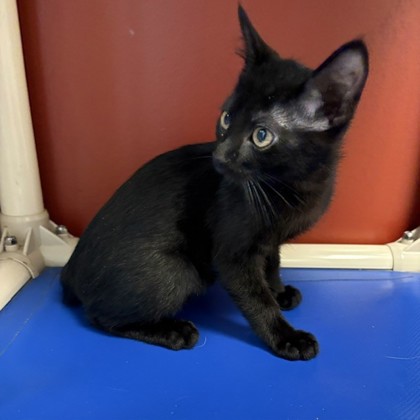 MELLOW - Domestic Shorthair / Mix available for adoption