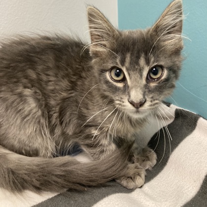 BOBBY - Domestic Medium Hair / Mix available for adoption