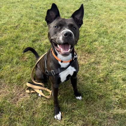 ASTRID - Mixed Breed, Medium (up to 44 lbs fully grown) / Mix available for adoption