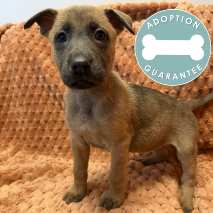 PRINCESS AURORA - Mixed Breed, Large (over 44 lbs fully grown) / Mix for adoption in Rockford