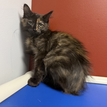 CLOUD - Domestic Shorthair / Mix available for adoption