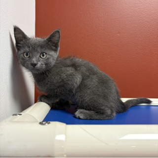FARRAH - Domestic Shorthair / Mix available for adoption