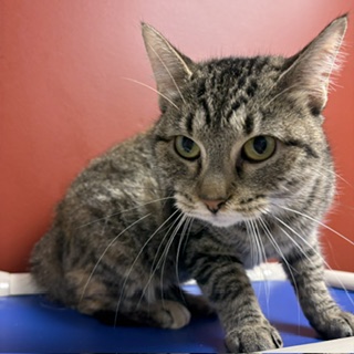 CC - Domestic Shorthair / Mix available for adoption
