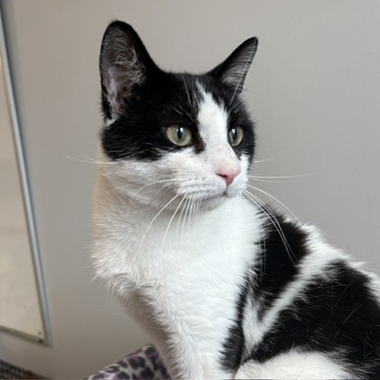 NOMAD - Domestic Shorthair / Mix available for adoption