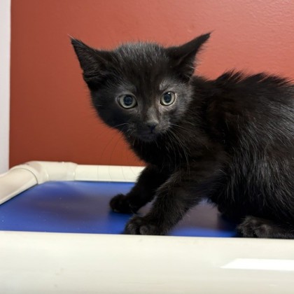 BEETLE - Domestic Shorthair / Mix available for adoption