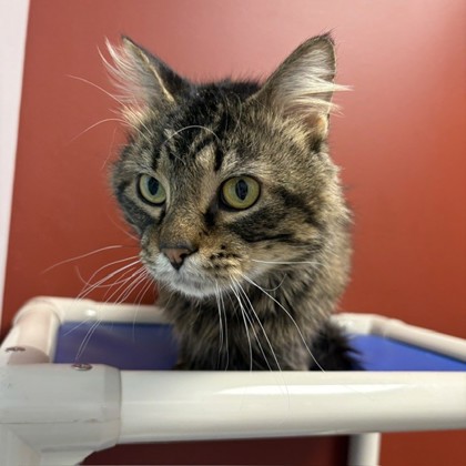 BESSIE D. - Domestic Shorthair / Mix available for adoption