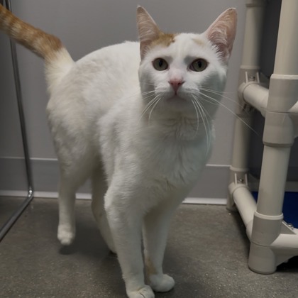 PENNYWISE - Domestic Shorthair / Mix for adoption in Rockford