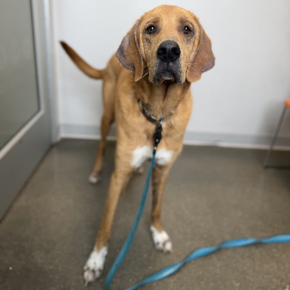 JAX - Mixed Breed, Large (over 44 lbs fully grown) / Mix available for adoption
