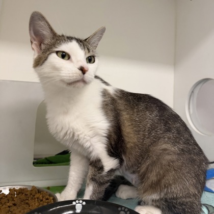 WILLA - Domestic Shorthair / Mix available for adoption