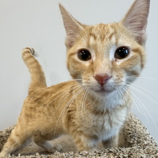 RANDALL - Domestic Shorthair / Mix available for adoption