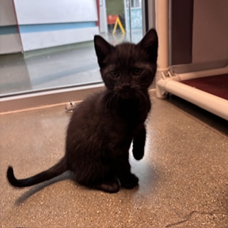BERRY - Domestic Shorthair / Mix available for adoption