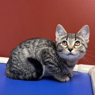 CHAI - Domestic Shorthair / Mix available for adoption