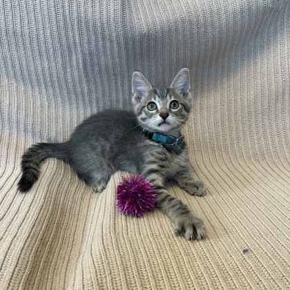 PLUTO - Domestic Shorthair / Mix available for adoption
