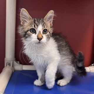 CASPER - Domestic Medium Hair / Mix available for adoption