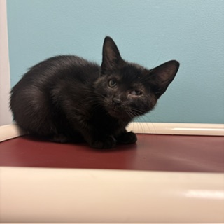 TUNDRA - Domestic Shorthair / Mix available for adoption