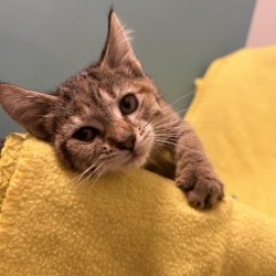 BUBBLEGUM - Domestic Shorthair / Mix available for adoption