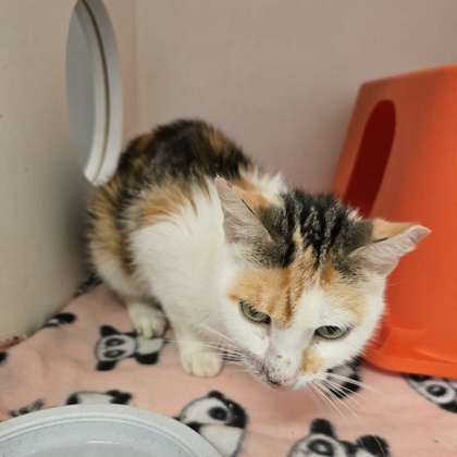 PRISCILLA - Domestic Shorthair / Mix available for adoption