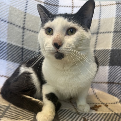 PANDA - Domestic Shorthair / Mix available for adoption