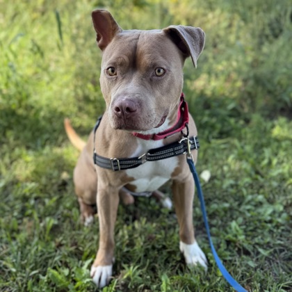 CLIFFORD - Mixed Breed, Medium (up to 44 lbs fully grown) / Mix available for adoption