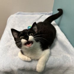 LASZLO - Domestic Shorthair / Mix available for adoption