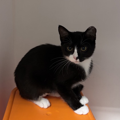 CHI CHI - Domestic Shorthair / Mix available for adoption