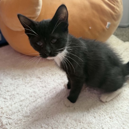 CLEMENTINE - Domestic Shorthair / Mix available for adoption