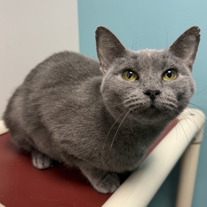 ASH - Domestic Shorthair / Mix available for adoption