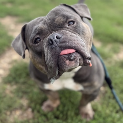 BIG MAMA - Mixed Breed, Medium (up to 44 lbs fully grown) / Mix available for adoption