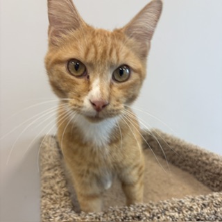 JET - Domestic Shorthair / Mix available for adoption