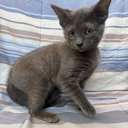 SPRITE - Domestic Shorthair / Mix for adoption in Rockford